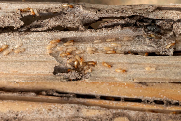 Best Emergency Pest Control  in Oak Hills, PA