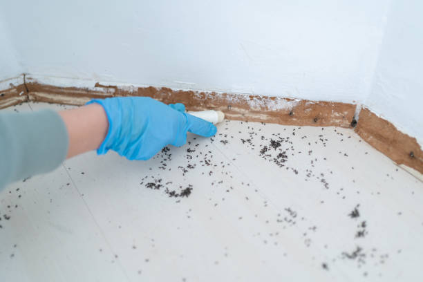 Best Flea Control Services  in Oak Hills, PA